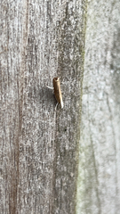 Parapediasia teterrellus