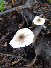 Lepiota