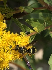 Ancistrocerus adiabatus