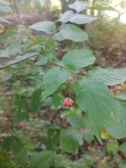 Euonymus verrucosus