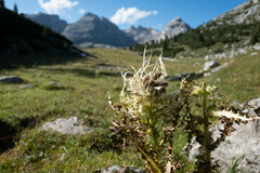 Cirsium spinosissimum