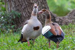 Alopochen aegyptiaca