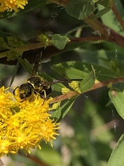 Ancistrocerus adiabatus