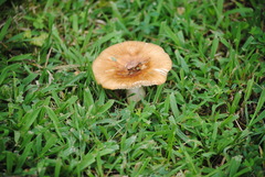 Russula