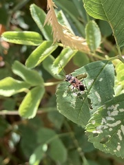 Rhyparochromus