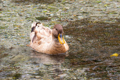 Anas platyrhynchos domesticus