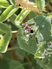 Rhyparochromus