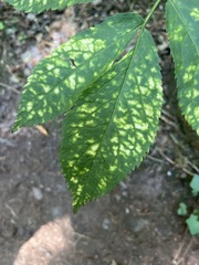 Sambucus racemosa