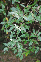 Elaeagnus