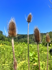 Dipsacus fullonum