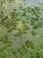 Salvinia natans