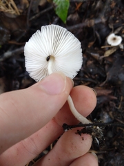 Lepiota