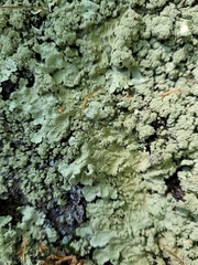 Flavoparmelia baltimorensis