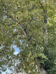 Tilia platyphyllos