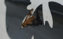 Chrysops vittatus