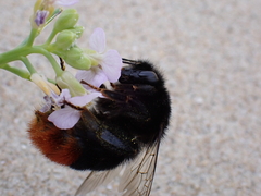 Bombus lapidarius