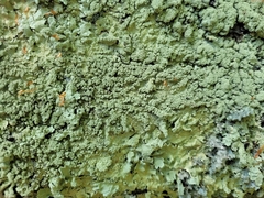Flavoparmelia baltimorensis