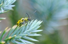 Diabrotica undecimpunctata