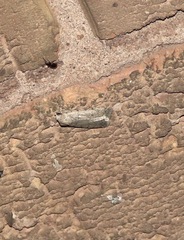 Caradrina clavipalpis