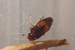 Epuraea