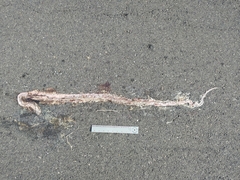 Masticophis flagellum