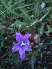 Campanula parryi