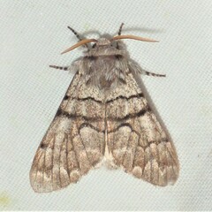 Panthea furcilla