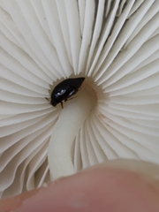 Lepiota