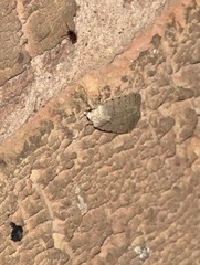 Caradrina clavipalpis