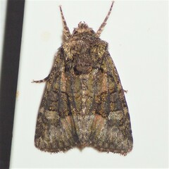 Lacinipolia olivacea