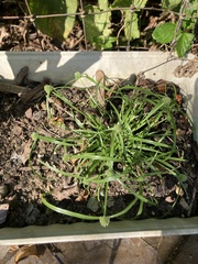 Cyperus brevifolius
