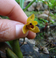 Maxillaria