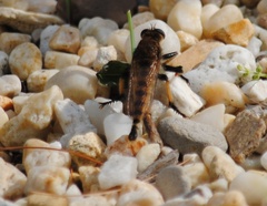Promachus rufipes
