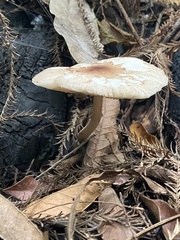 Agaricales
