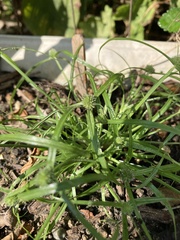 Cyperus brevifolius