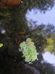 Salvinia natans