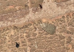 Caradrina clavipalpis
