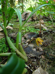 Maxillaria