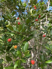 Myrcianthes fragrans