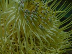 Protea nitida