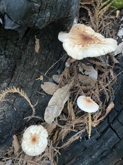 Agaricales