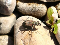 Cicindela oregona