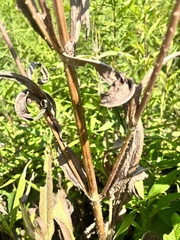 Dipsacus fullonum