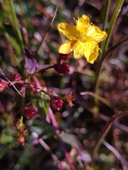 Hypericum pulchrum