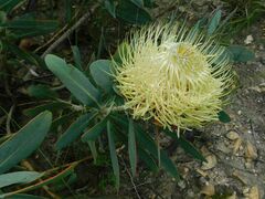 Protea nitida