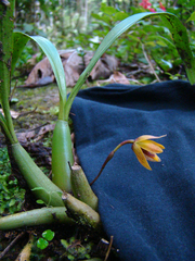 Maxillaria