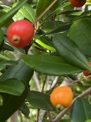 Myrcianthes fragrans