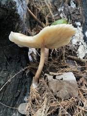 Agaricales