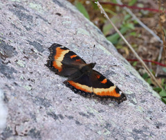 Aglais milberti