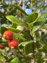 Myrcianthes fragrans